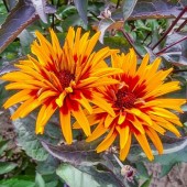 Гелиопсис Heliopsis Yellow Spider